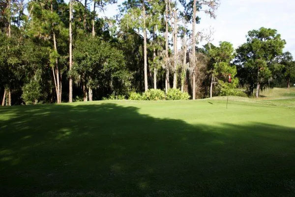 Tall trees behind course greens