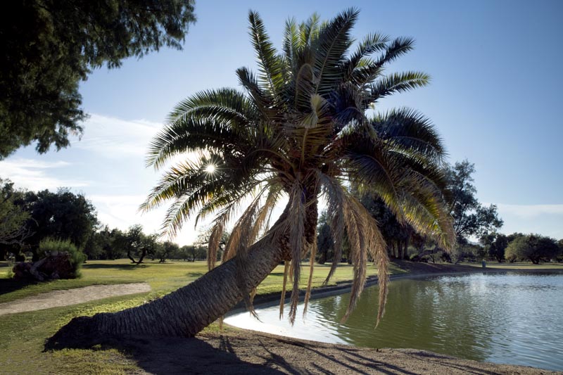 palm tree next to creek
