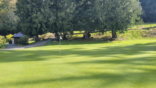 Trees near flag on golf course