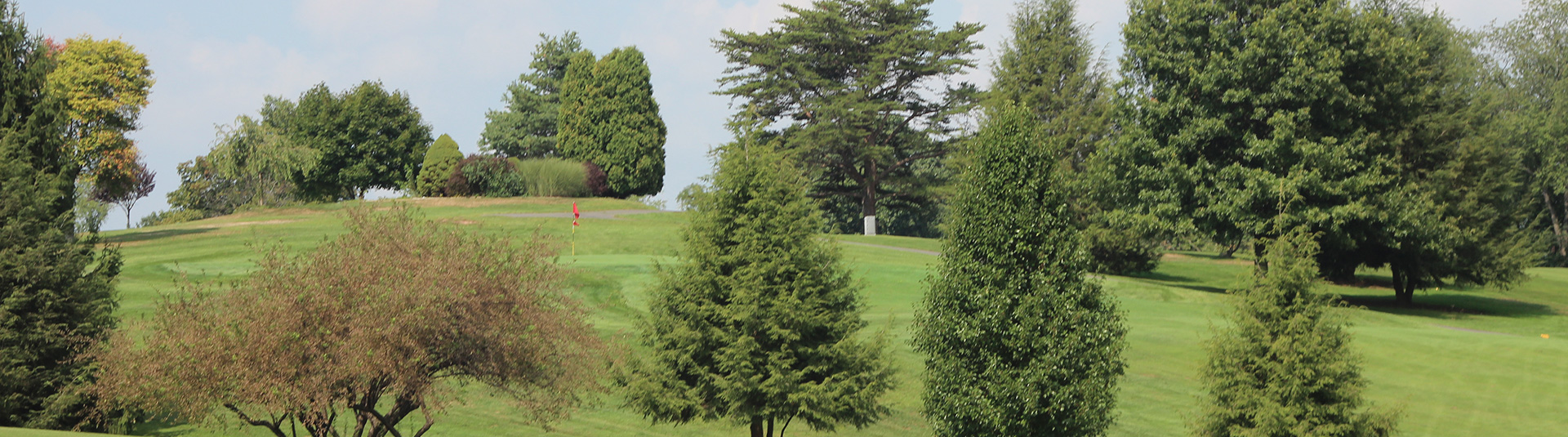 trees on golf course green